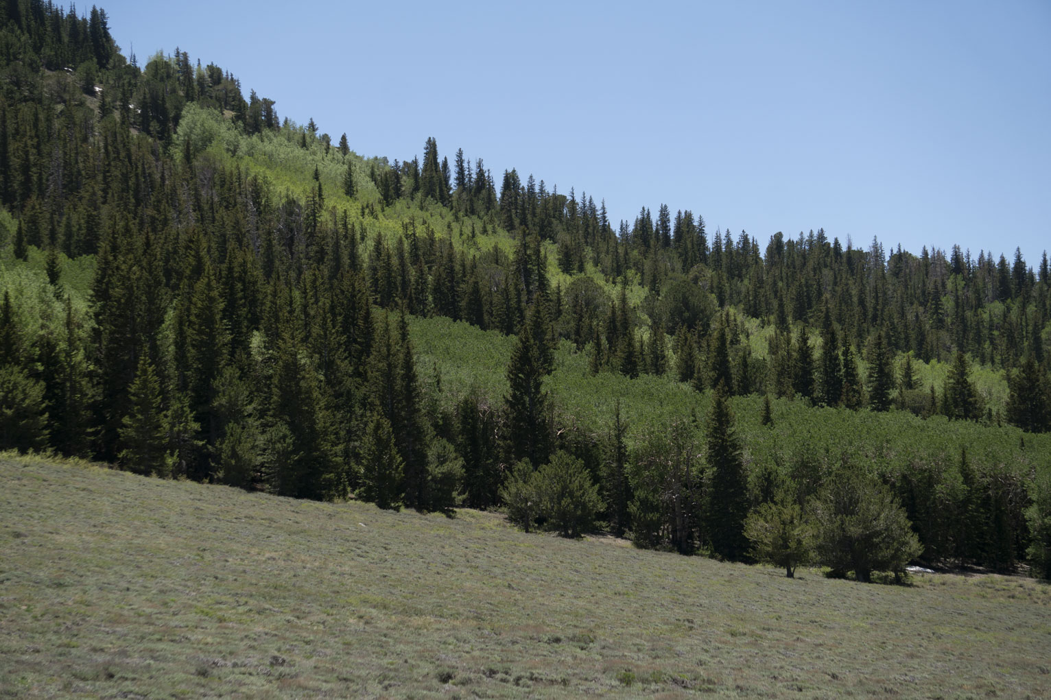 A tree filled slope out over a meadow